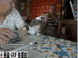 主人,快给我挠挠 – 搞趣网