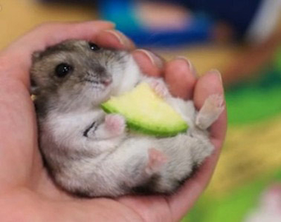 绝望小仓鼠之如此装死你见过吗