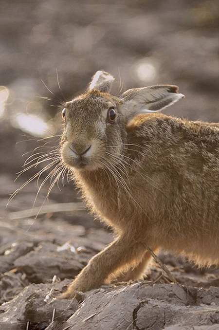 2013英国野生动物摄影作品