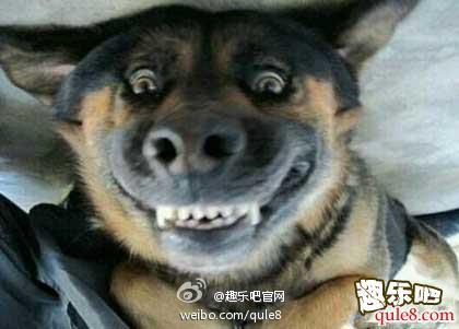 【心情不好,看看就笑了,反正我笑点低】